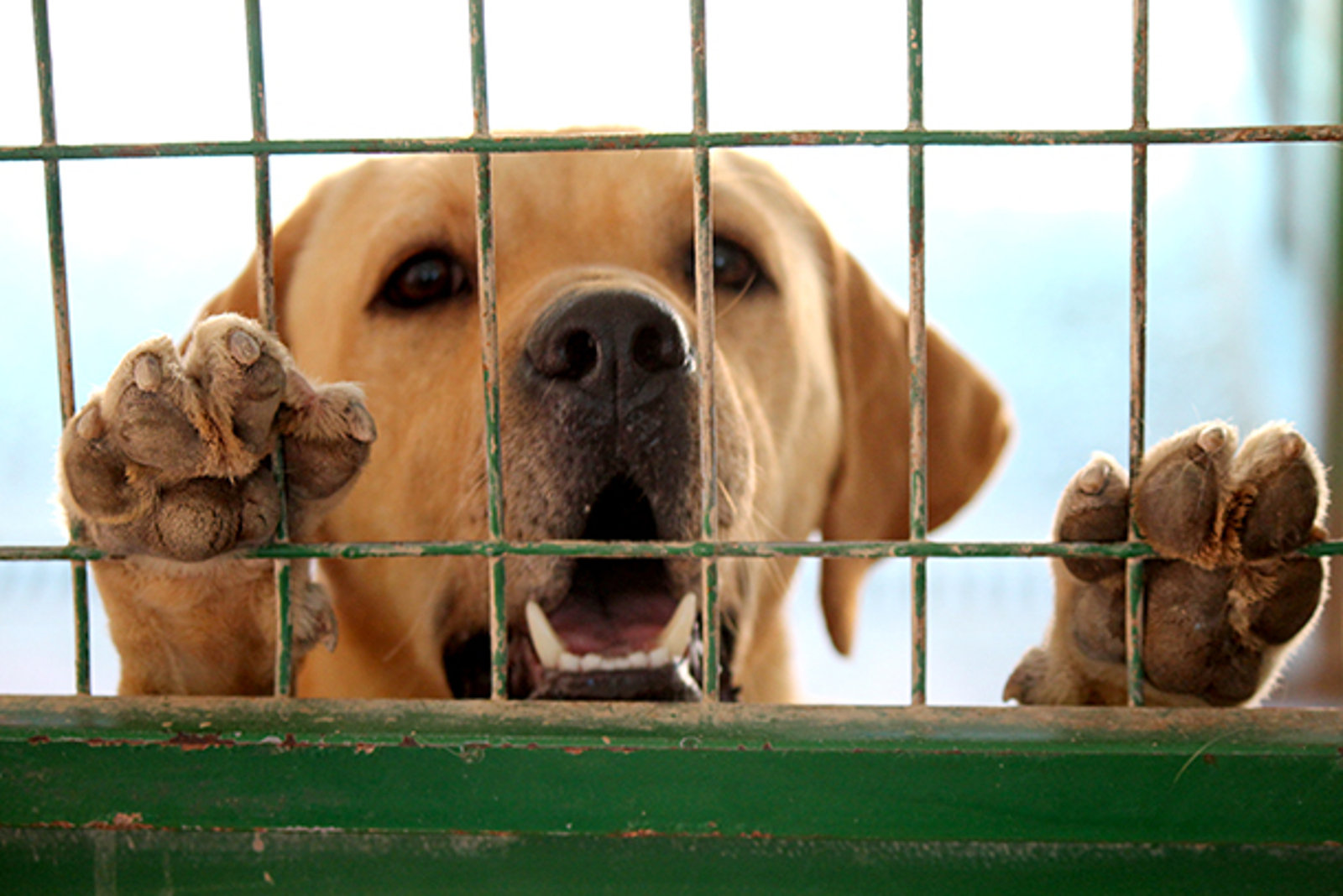 What I Learned From Volunteering at a Dog Rescue Shelter in Cyprus