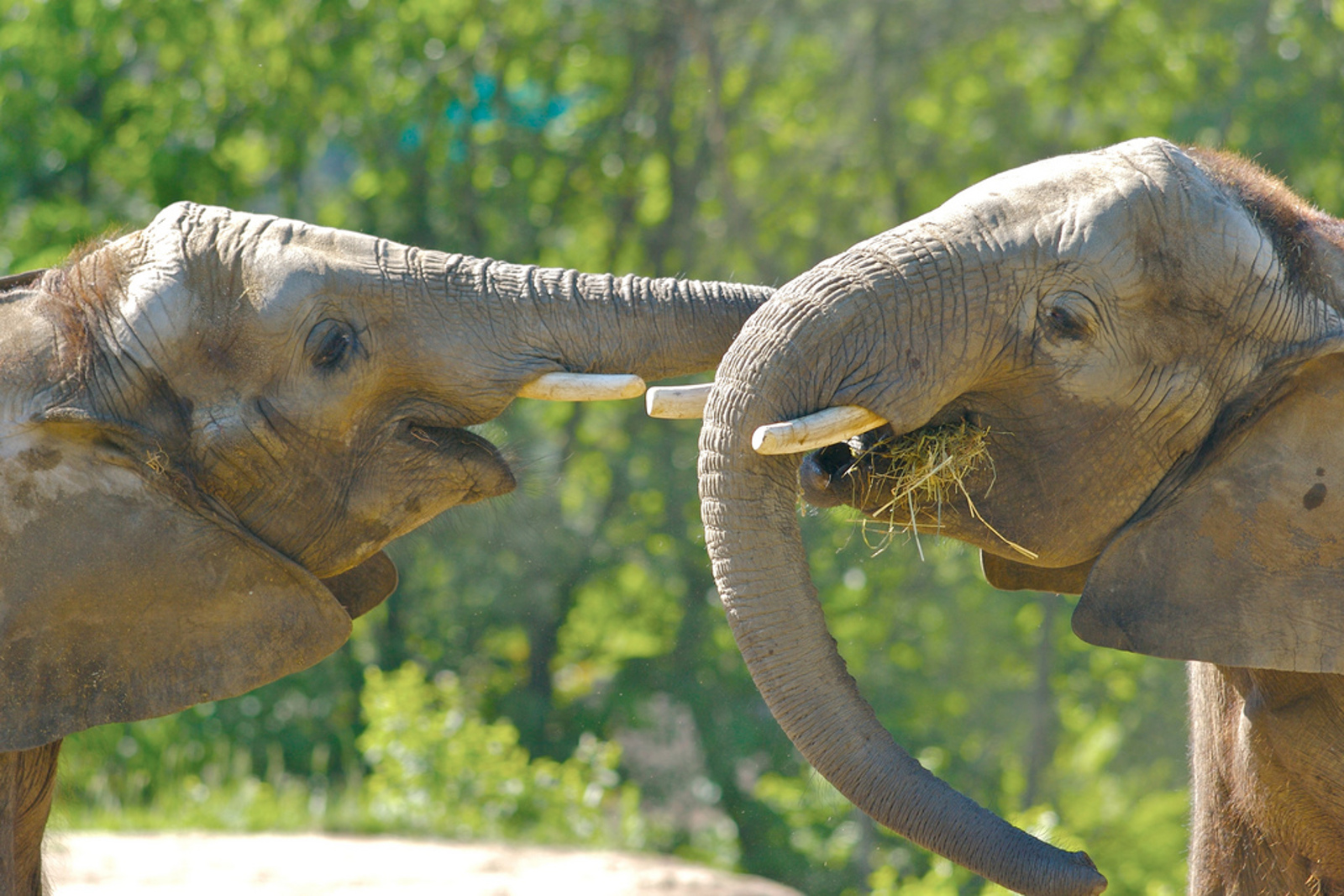 These 5 Sanctuaries are Dedicated to Saving Abused and Neglected Elephants