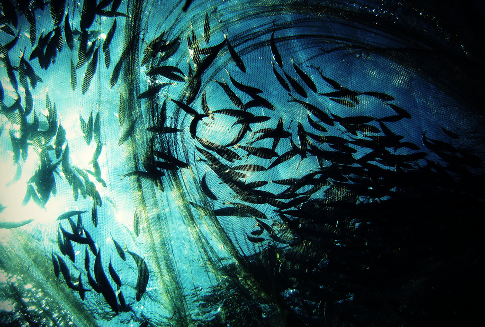 Are There 'Plenty Fish in the Sea'? How Our Appetite for Fish Impacts the Marine Ecosystem