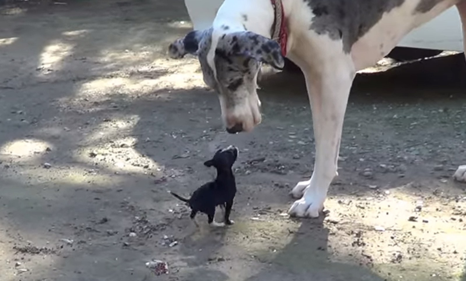 Tiny Puppy Meets a Great Dane and Has 