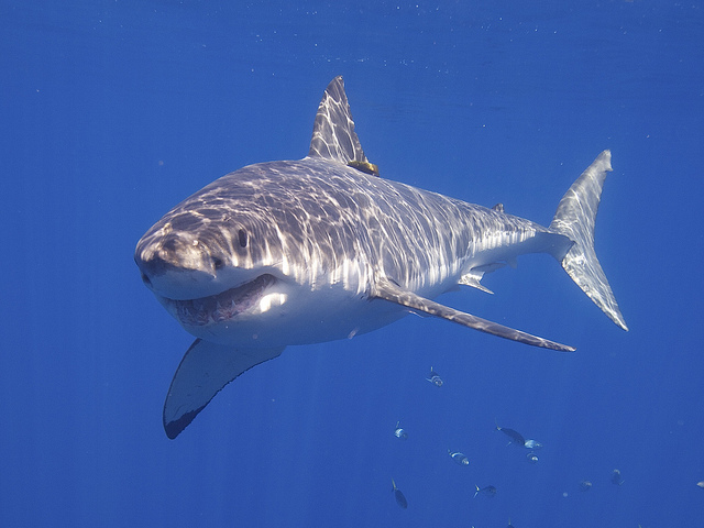 5 Ways Sharks Help the Environment