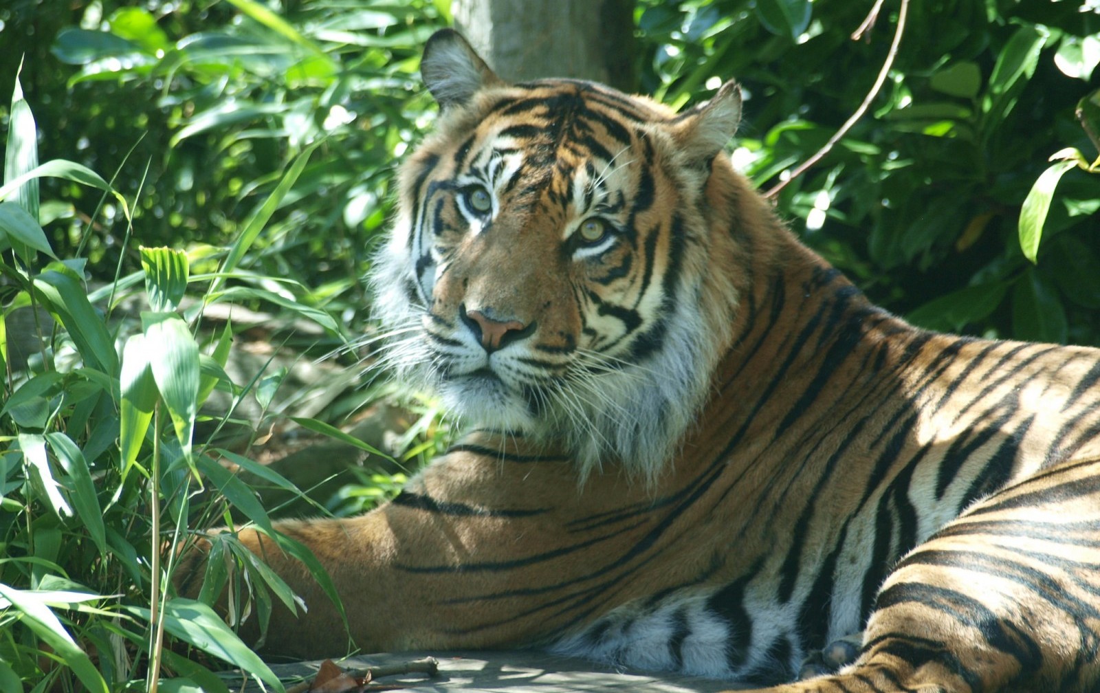 How Palm Oil Impacts the Sumatran Tiger