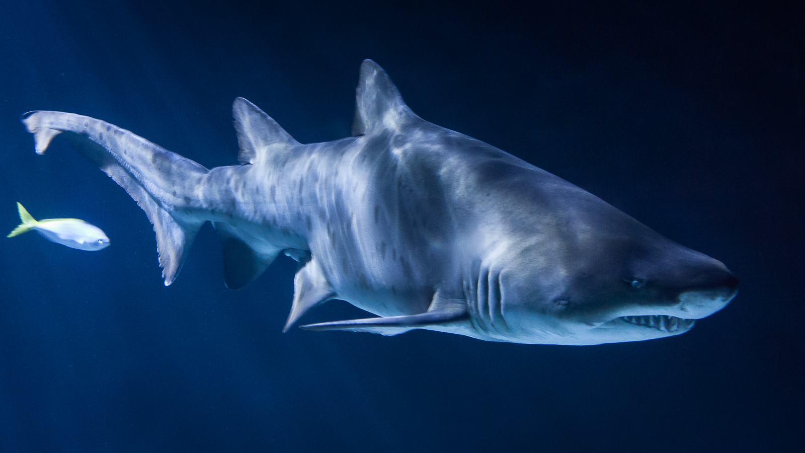 Why Sharks Should be Afraid of Humans