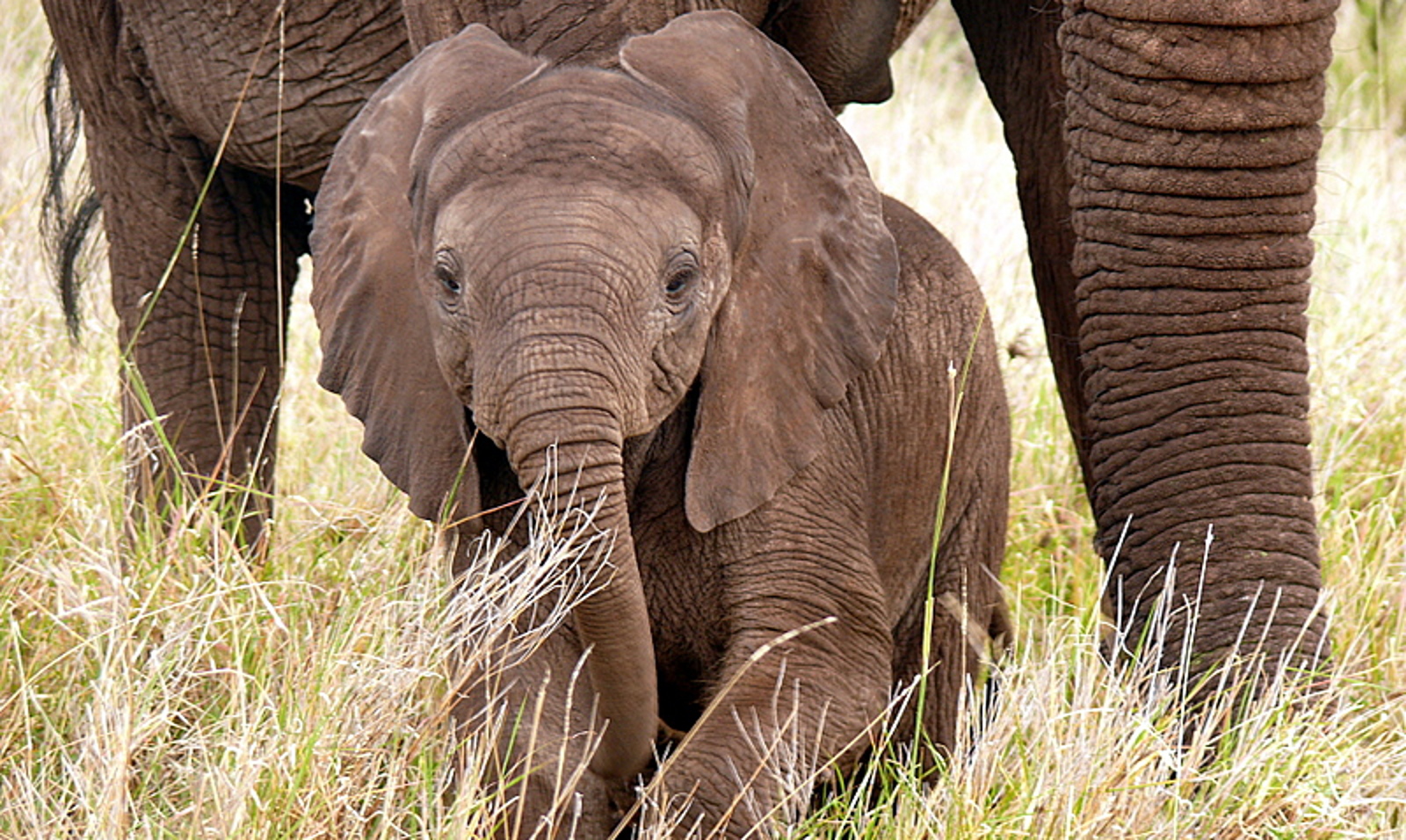 Will Humanity Step up for Elephants