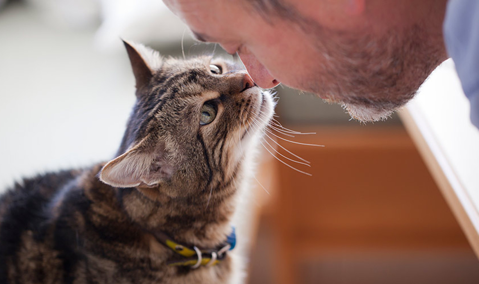 Simple Tips Every Cat Lover Needs to Keep Their Fur Baby Healthy, and Most Importantly, Happy