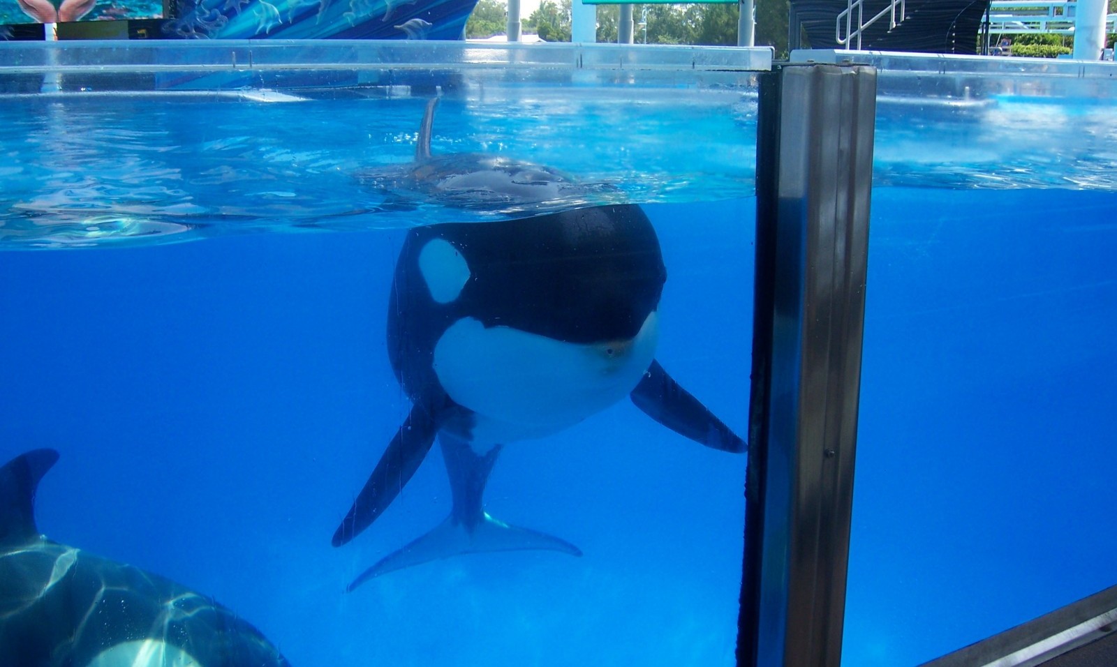 traumatic experiences orcas know all too well