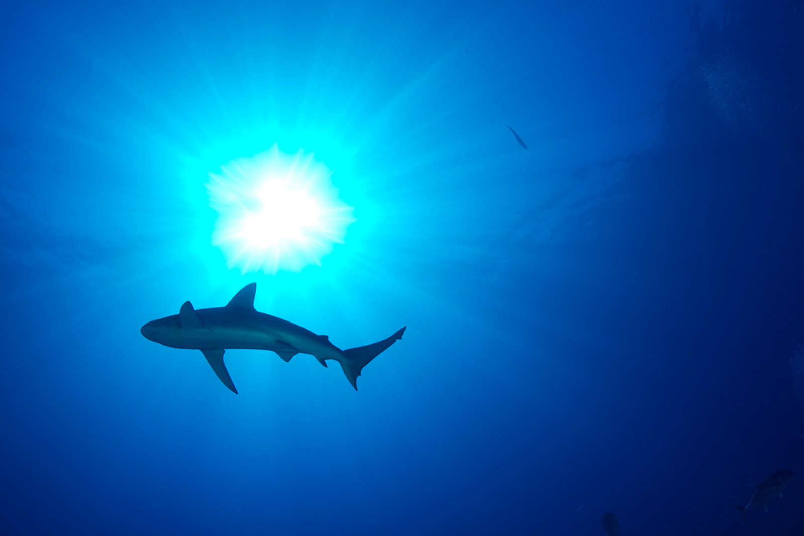 Shark Attack Numbers Are Up, But Sharks Aren’t to Blame!