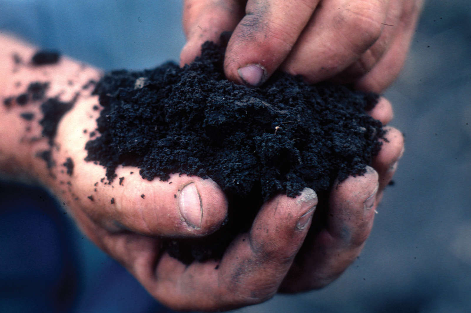 How to Enrich Your Soil Naturally Without Fertilizer