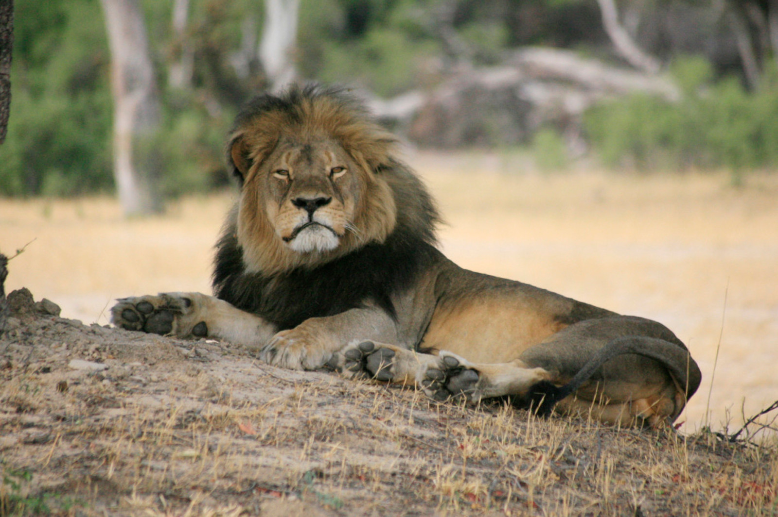 Time for Major Airlines to Stop Shipping Africa Big Five Trophies