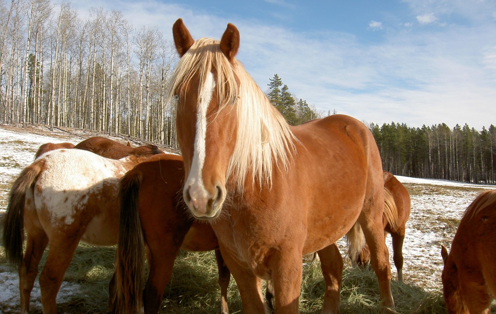 3 Horses That Were Saved From Slaughter Thanks to Kind People