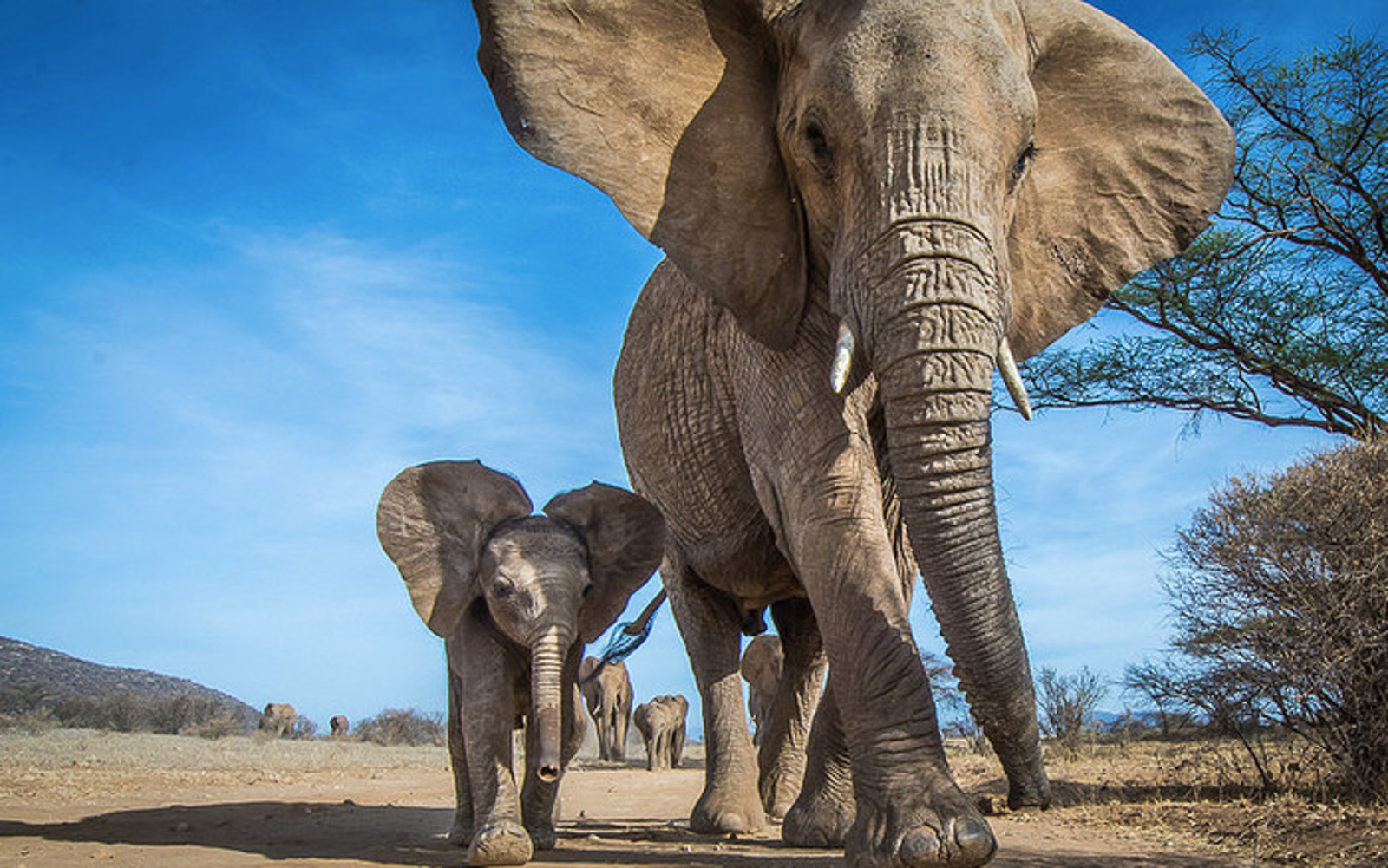 What We've Learned From Elephants After Years of Documenting Them in the Wild