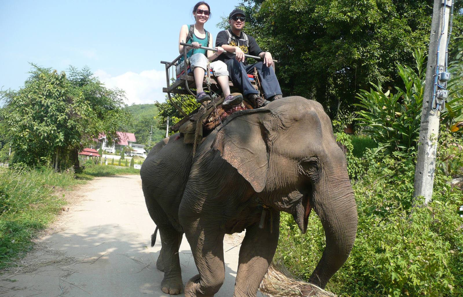 Think Elephant Rides are Cute? Here's Why You Should Reconsider