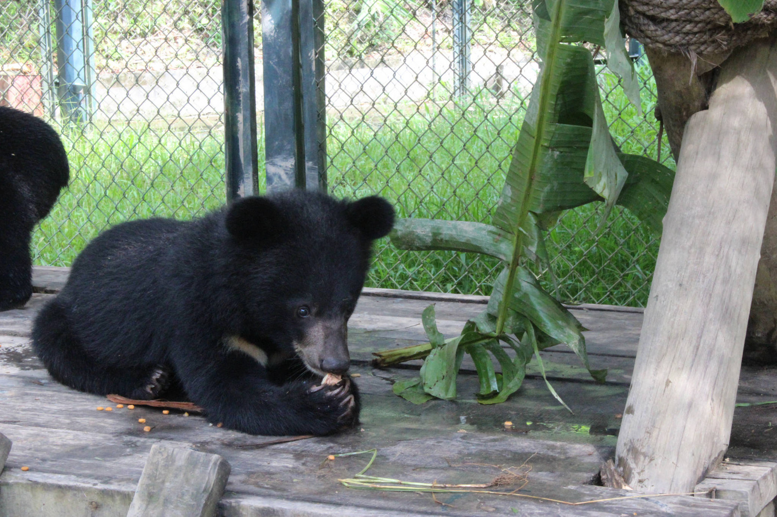 A Sneak Peek Into What It's Like to Raise Moon and Sun Bear Cubs for Release Back to the Wild