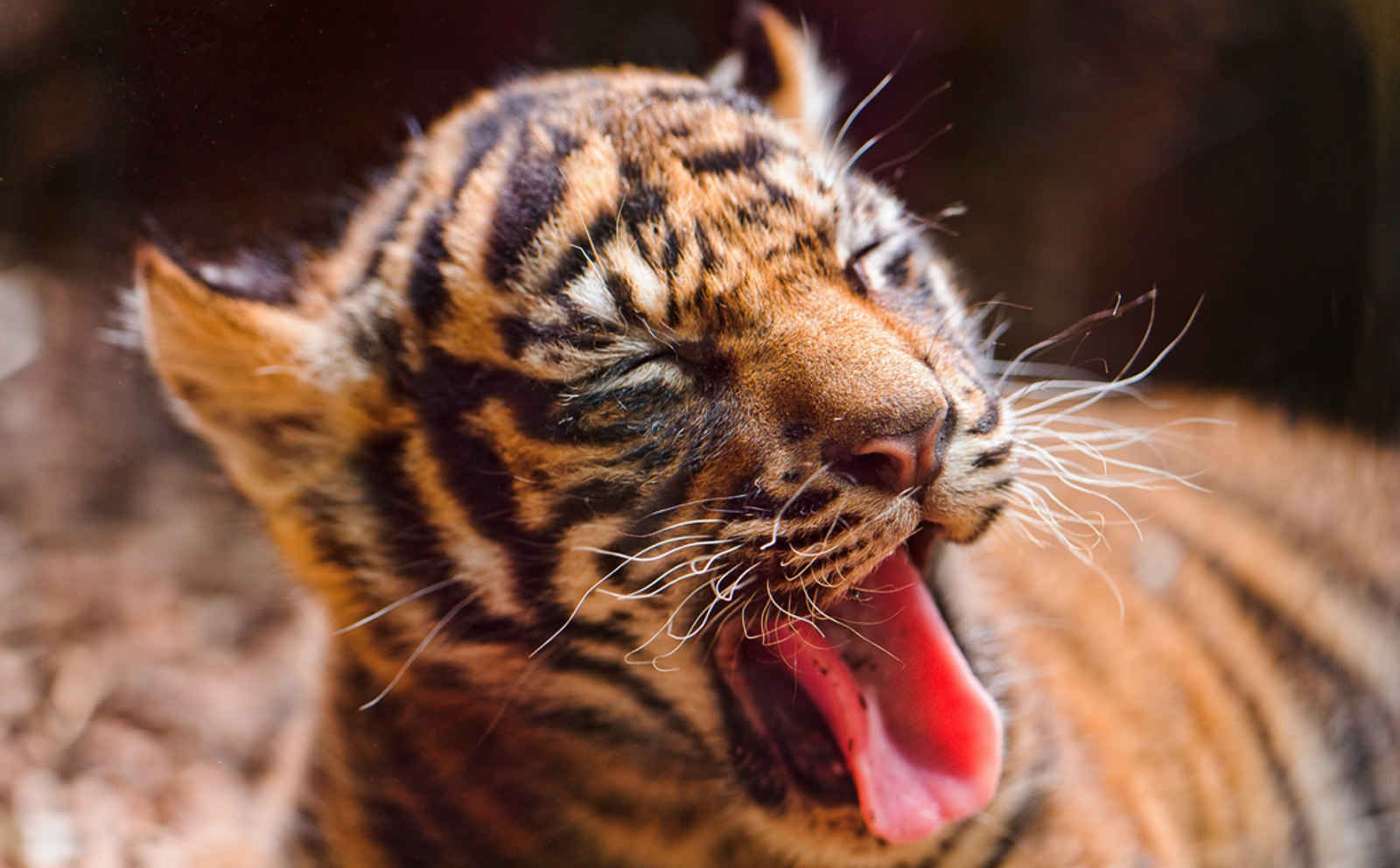How Our Love For Sharing Cute Videos and Pictures of Exotic Animals May Actually Harm Them
