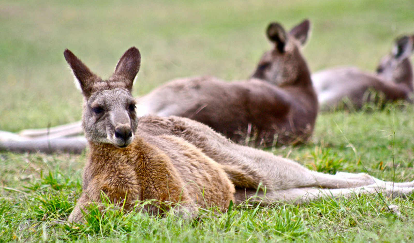 Face Palm! Gucci Rolls Out 'Eco-Friendly' Kangaroo Fur Boots. 4 Brands Actually Making a Difference