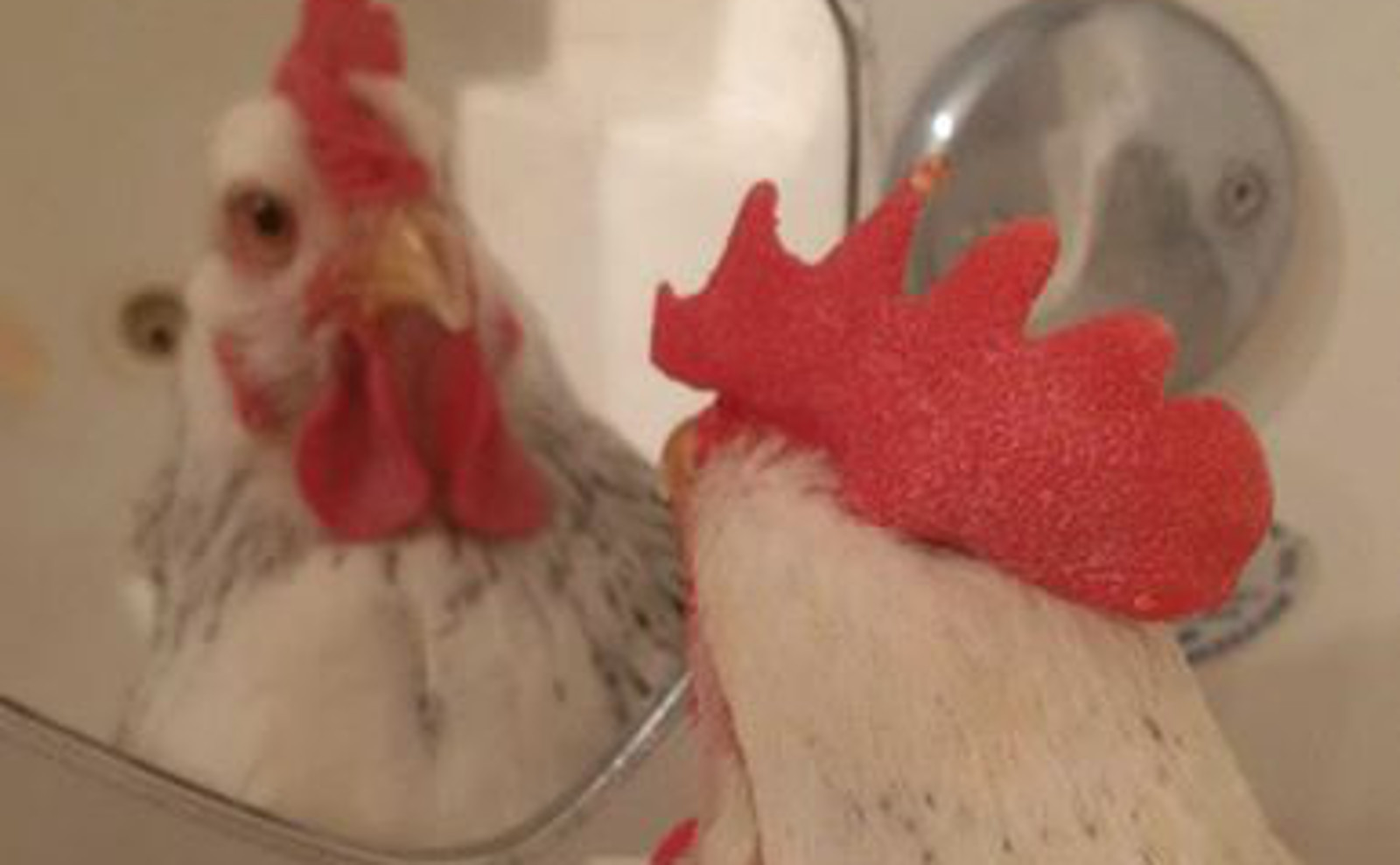 How Genetic Manipulation in Factory Farms Impacts Chickens: Louise's Story