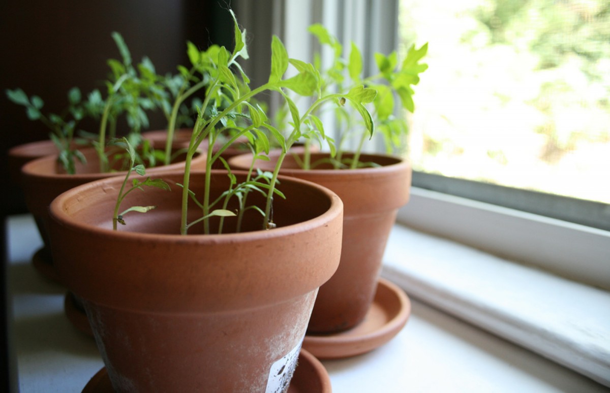 Potted plants on a windowsill
