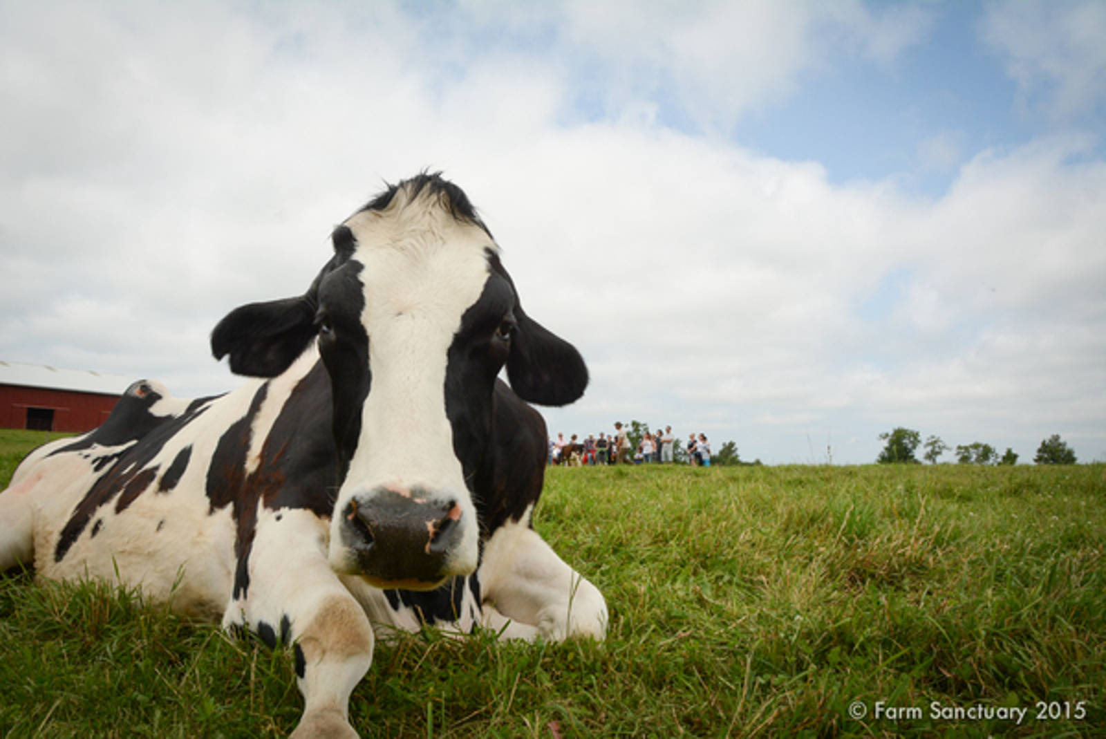 What Alexander the Rescued Veal Calf Taught Me About the Importance of Compassion