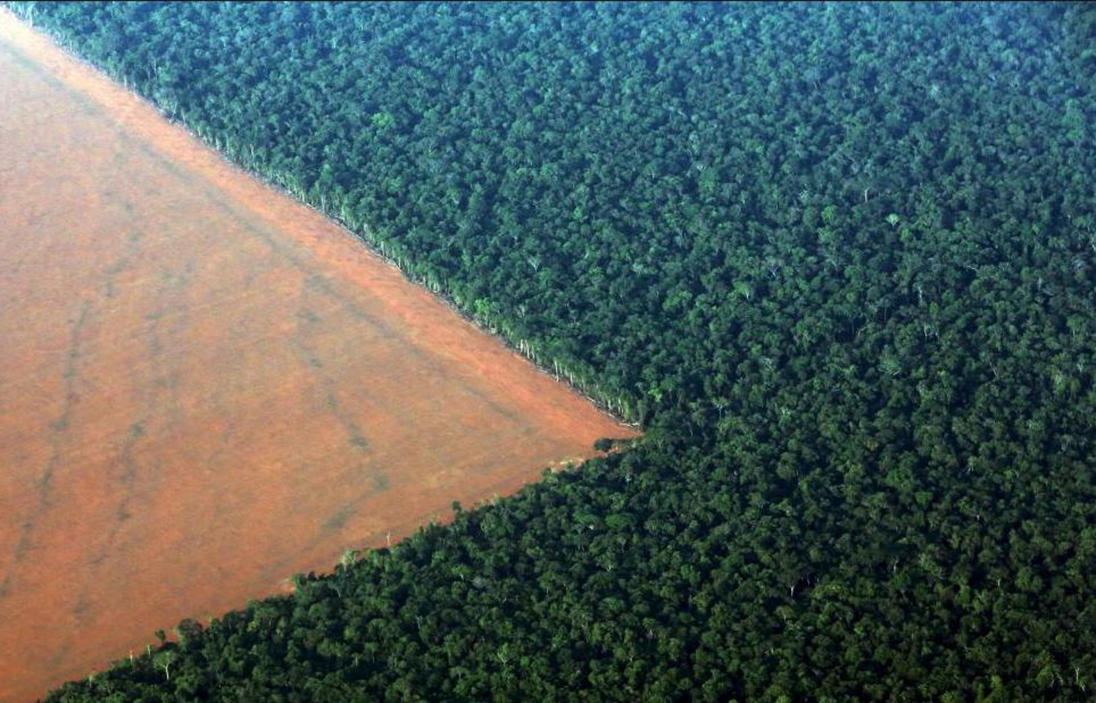 These Shocking Photos Of The Disappearing Amazon Rainforest Are A Result Of One Unnecessary Choice One Green Planet