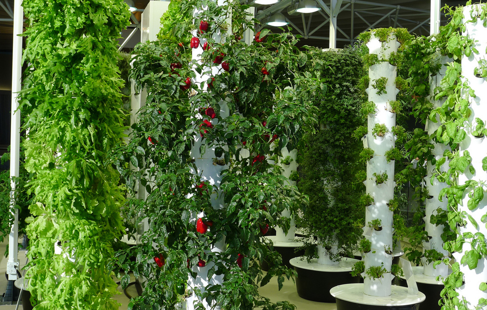 Why Vertical Gardening is Awesome and How to Do It for Next to Nothing