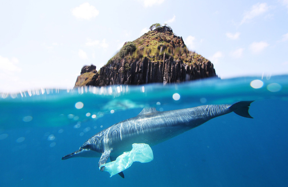 fish in ocean with plastic bag