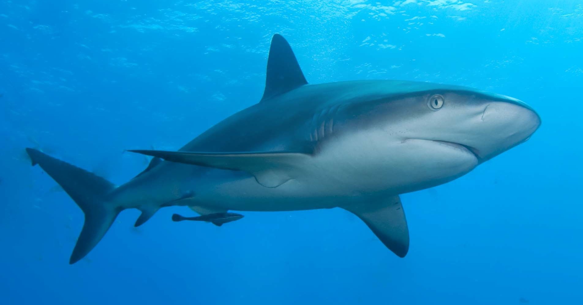 How Protecting Sharks Can Help Slow Climate Change
