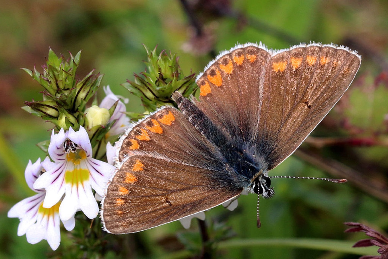 How Climate Warming Impacts Butterflies