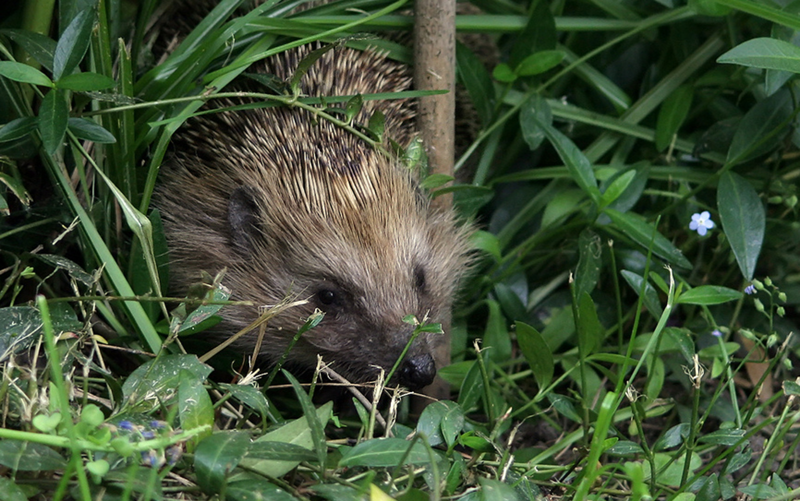 How To Make Your Garden Accessible To Wildlife