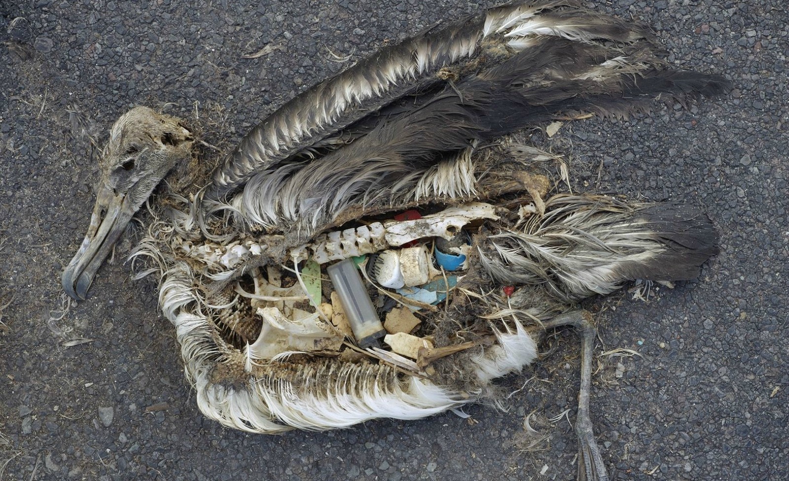 Bird dead with plastic trash in stomach