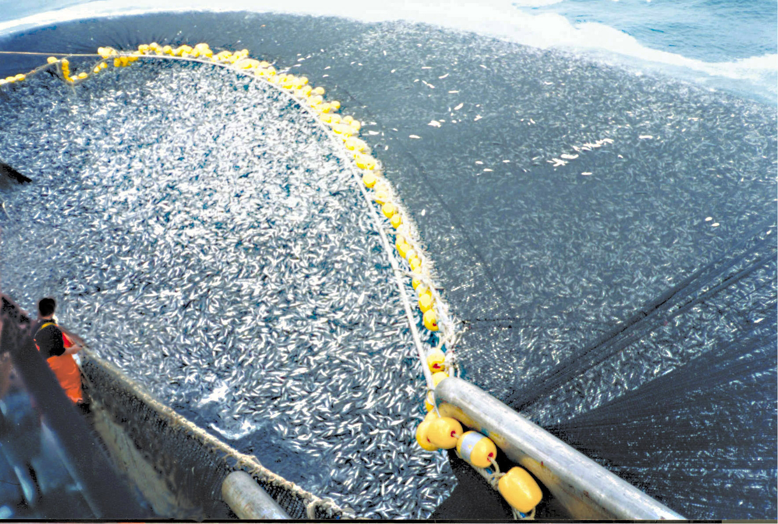 Yikes! New Study Finds That We've Grossly Underestimated the Volume of Overfishing