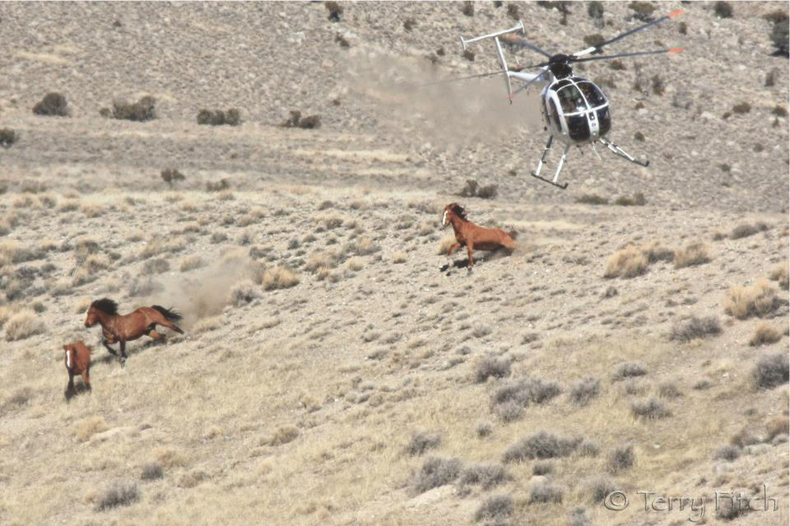What This Heartbreaking Picture of Wild Horses Running for Their Lives Has to Do With Your Burger