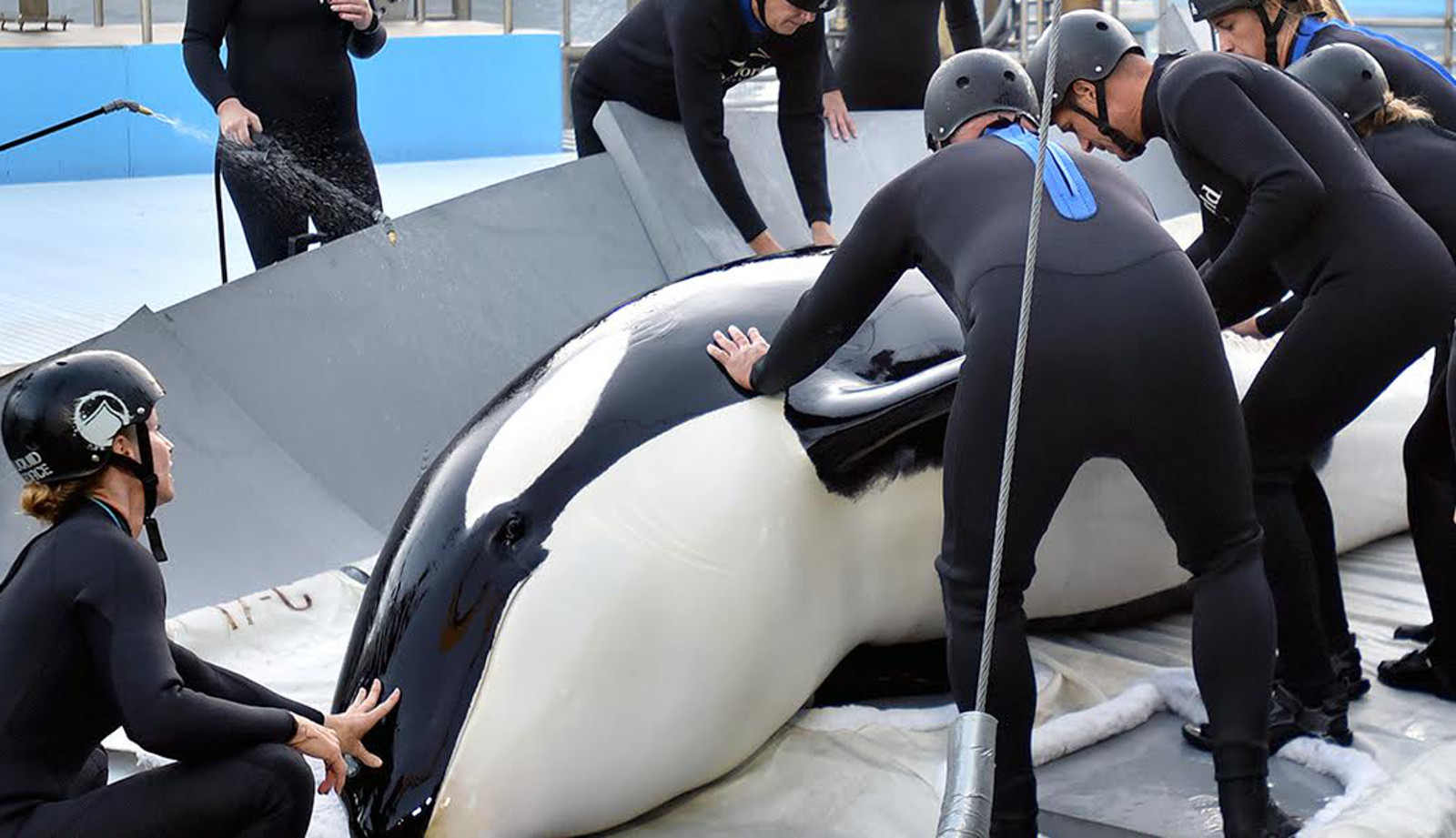 Captive Whales Are Dying From Illnesses Mostly Only Seen in Captivity