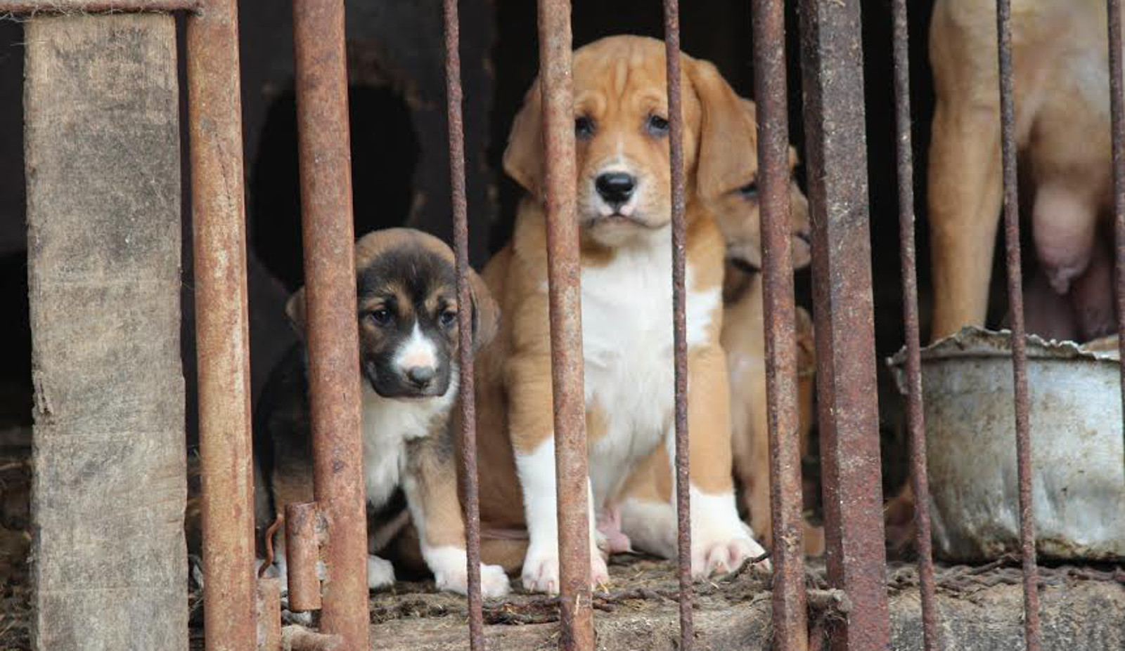 Will South Korea End its Dog Meat Trade in Time for the Winter Olympics?