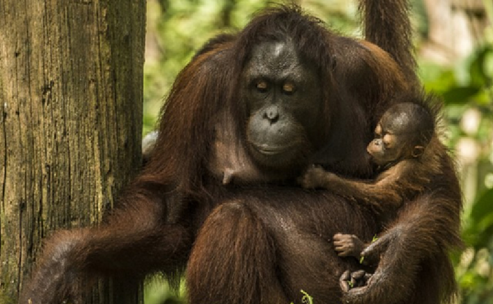 Does This Picture Represent a New Order of Learning for Orangutans?