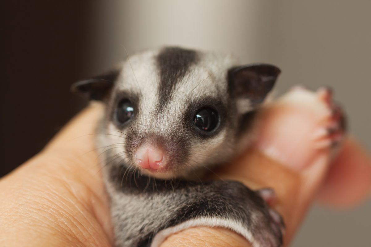 Sugar Gliders Are Adorable But They Don T Belong In Your Pocket One Green Planet