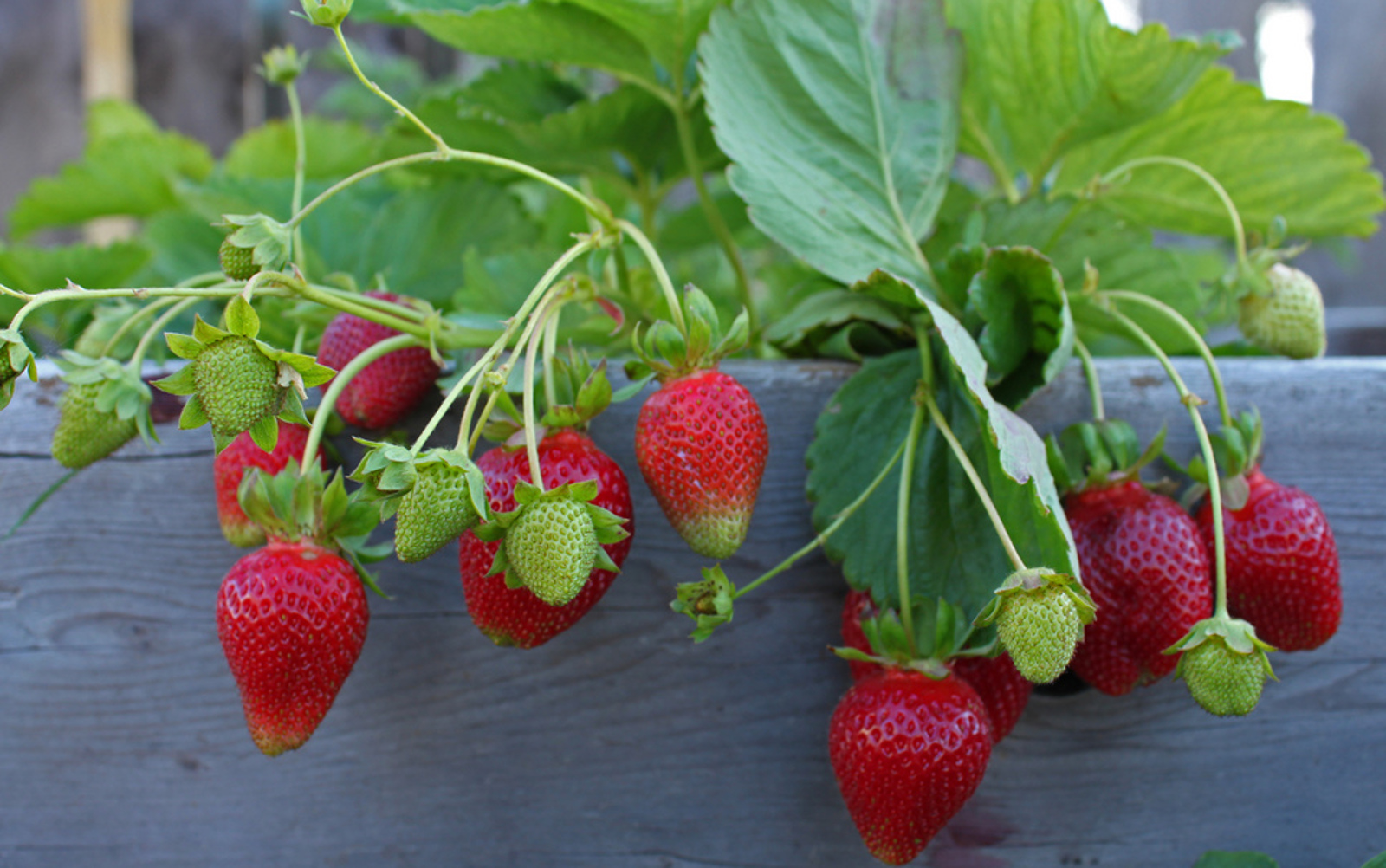 Strawberries growing with green leaves