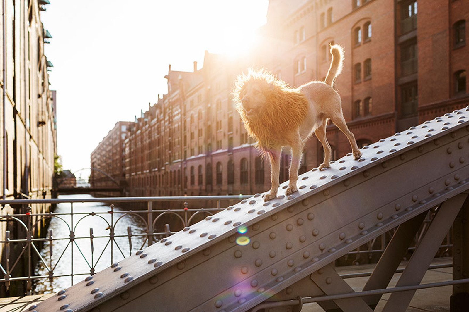 Photographer Spotted a Homeless Dog and Turned Him Into a Lion! (PHOTOS)