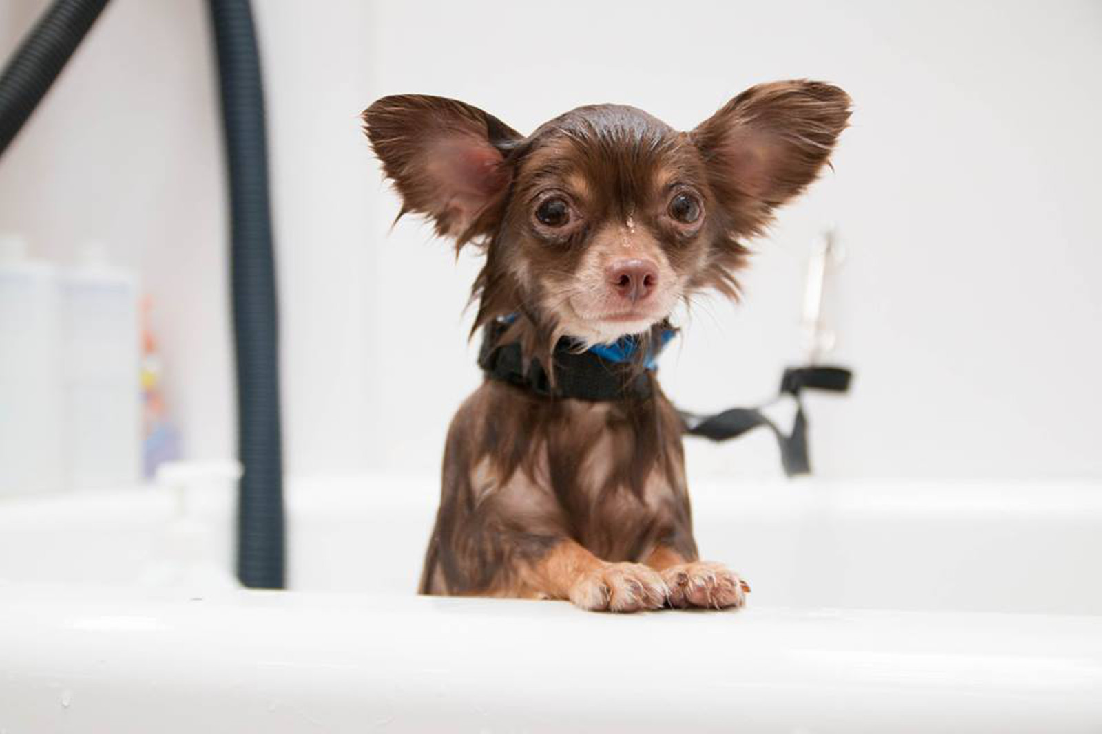 Adorable Photo Captures the Moment a Former Puppy Mill Dog Got a Bath and Realized Everything Was About to Get Better
