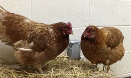 Two chickens together on hay