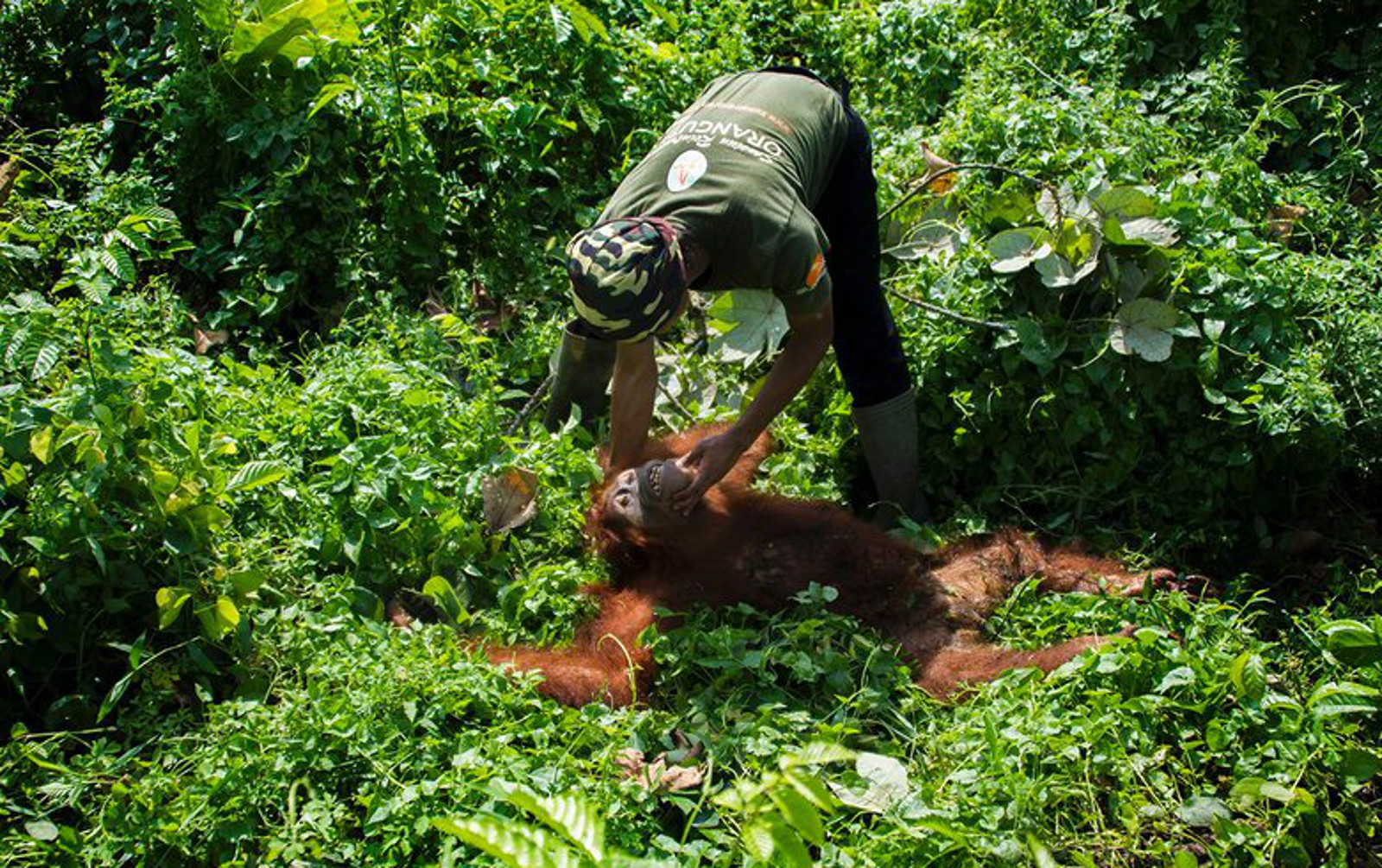 How We've Created A Living Hell for Orangutans – But How We Can Help