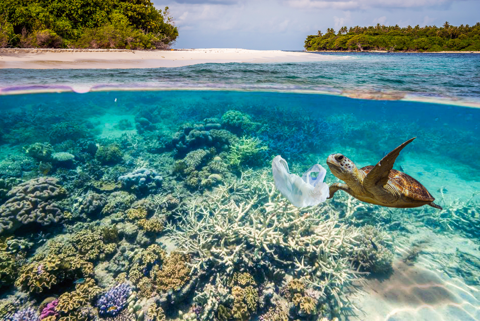 700 Marine Species Might Go Extinct Because of Plastic Pollution. Here Are 5 Ways You Can Help!