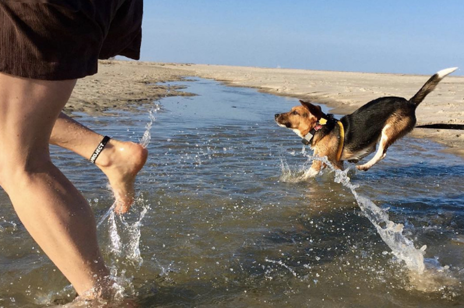 Inspiring Photo of Former Lab Beagle Shows Just How Far a Little Love Can Go!