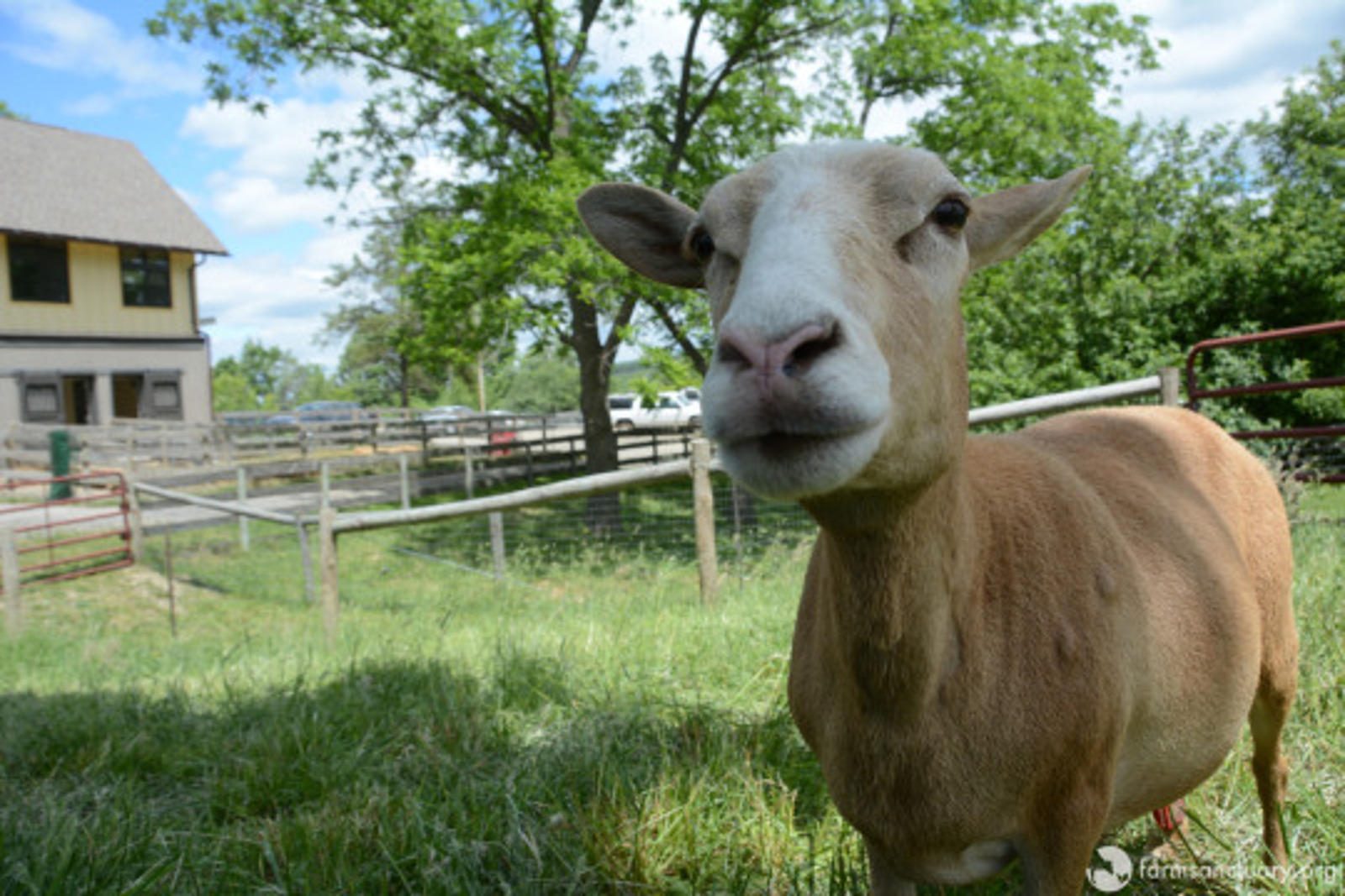 The Sweet Story of How Sheep Rescued From Horrific Abuse Case Learned to Trust Humans Again