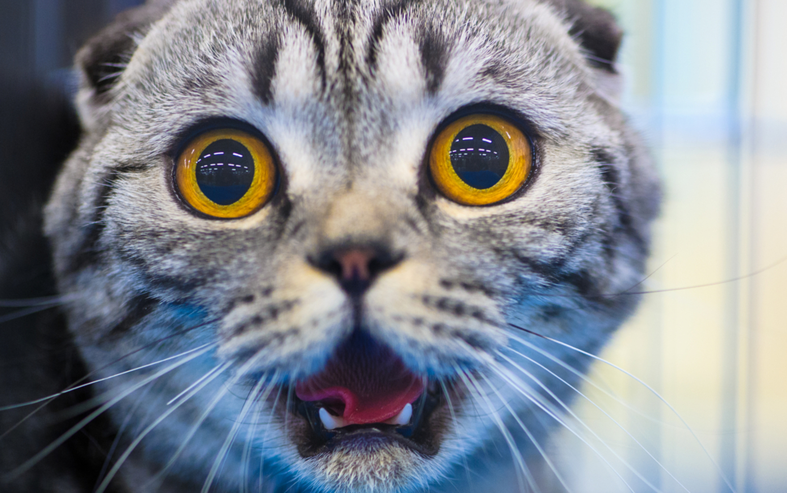 Think Cats Getting Brain Freeze is Funny? Here's Why You Probably Shouldn't