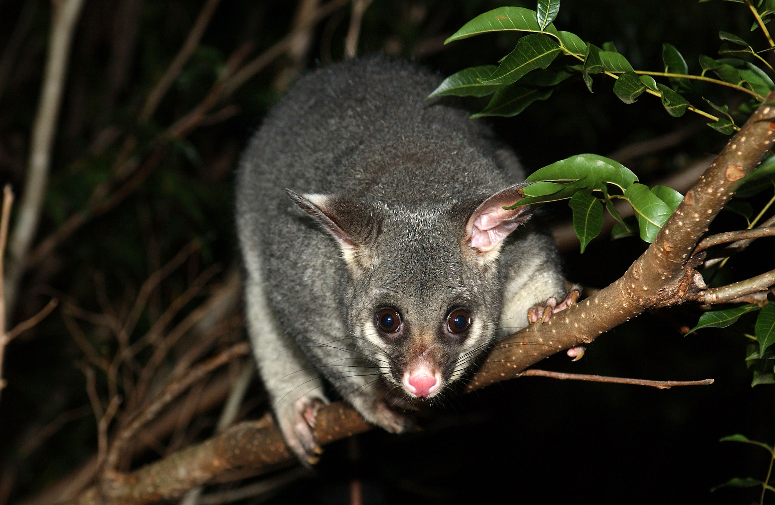 Help Stop the Use of Harmful Poison Meant for Possums That's Killing Other Animals