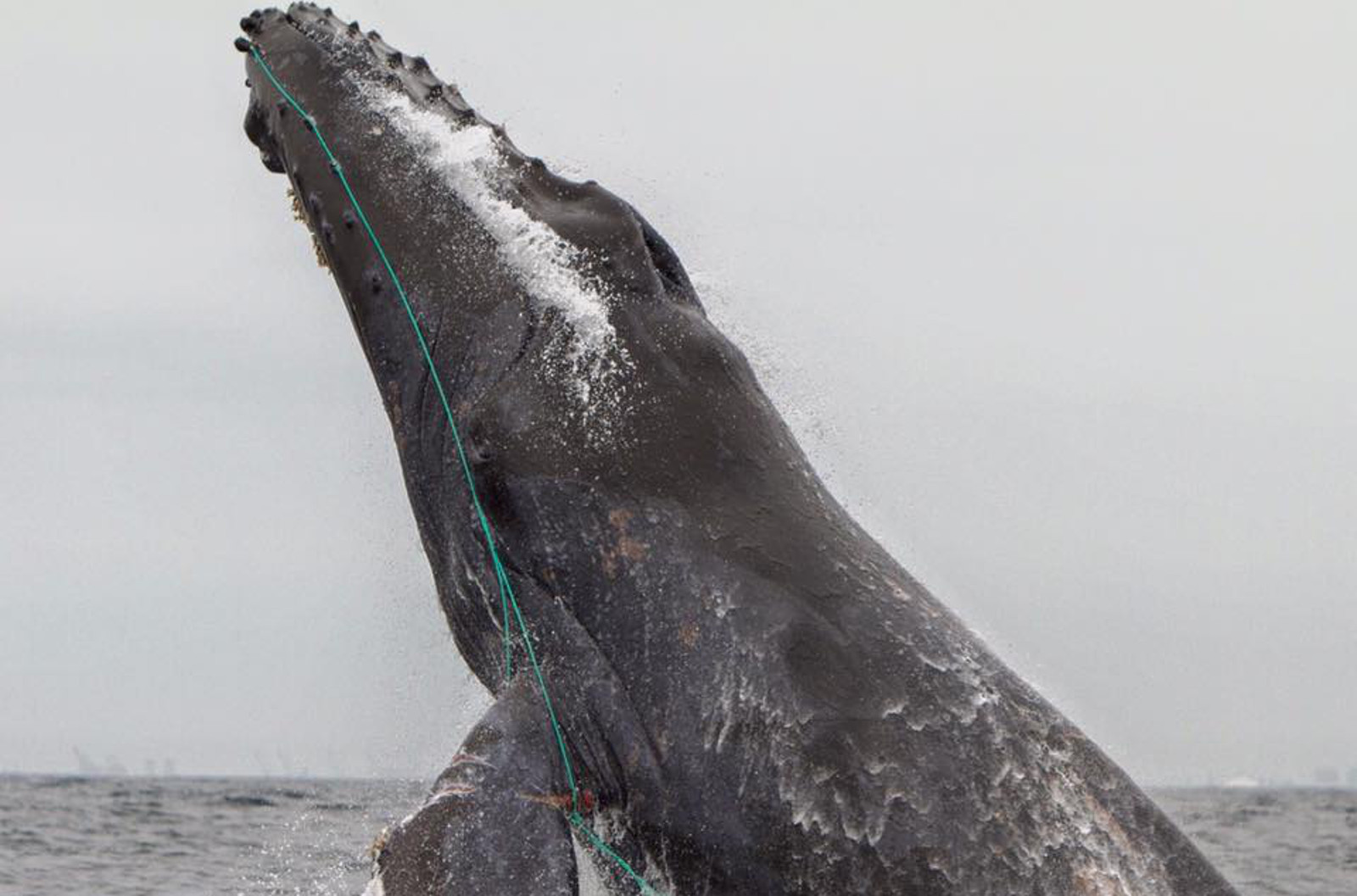 This Might Look Like a Picture of a Whale Breaching, But it Tells a Sad Story About Our Food Choices