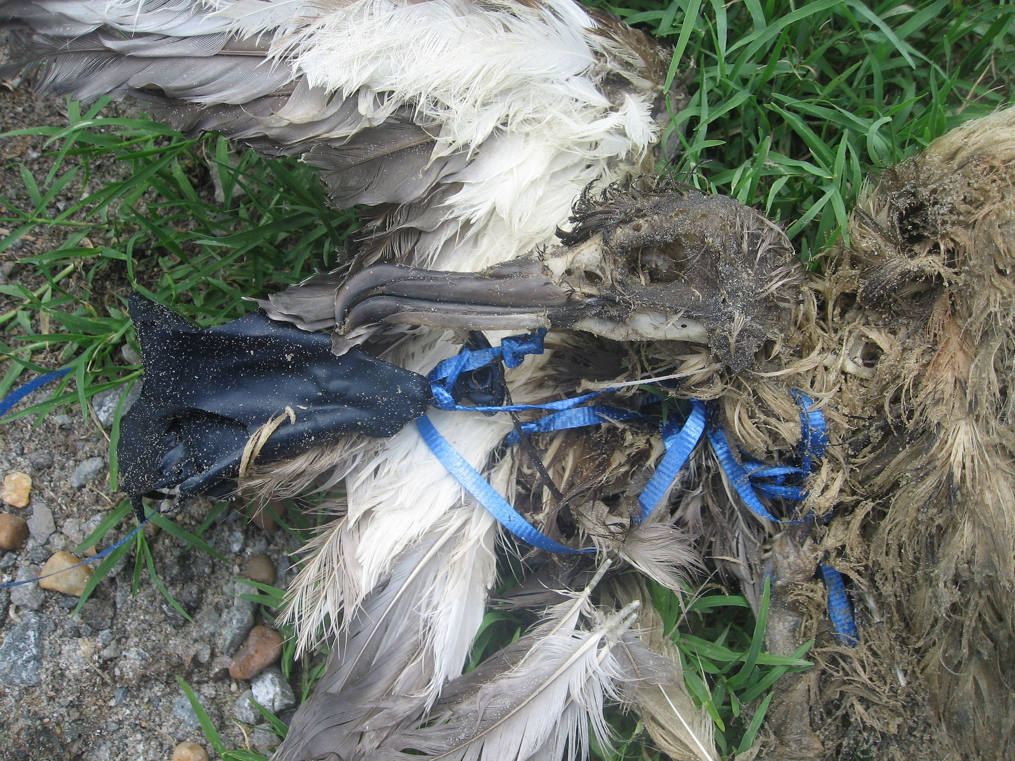 The Devastating Effects Balloon Releases Have on Wildlife and Marine Animals and What You Can Do About It
