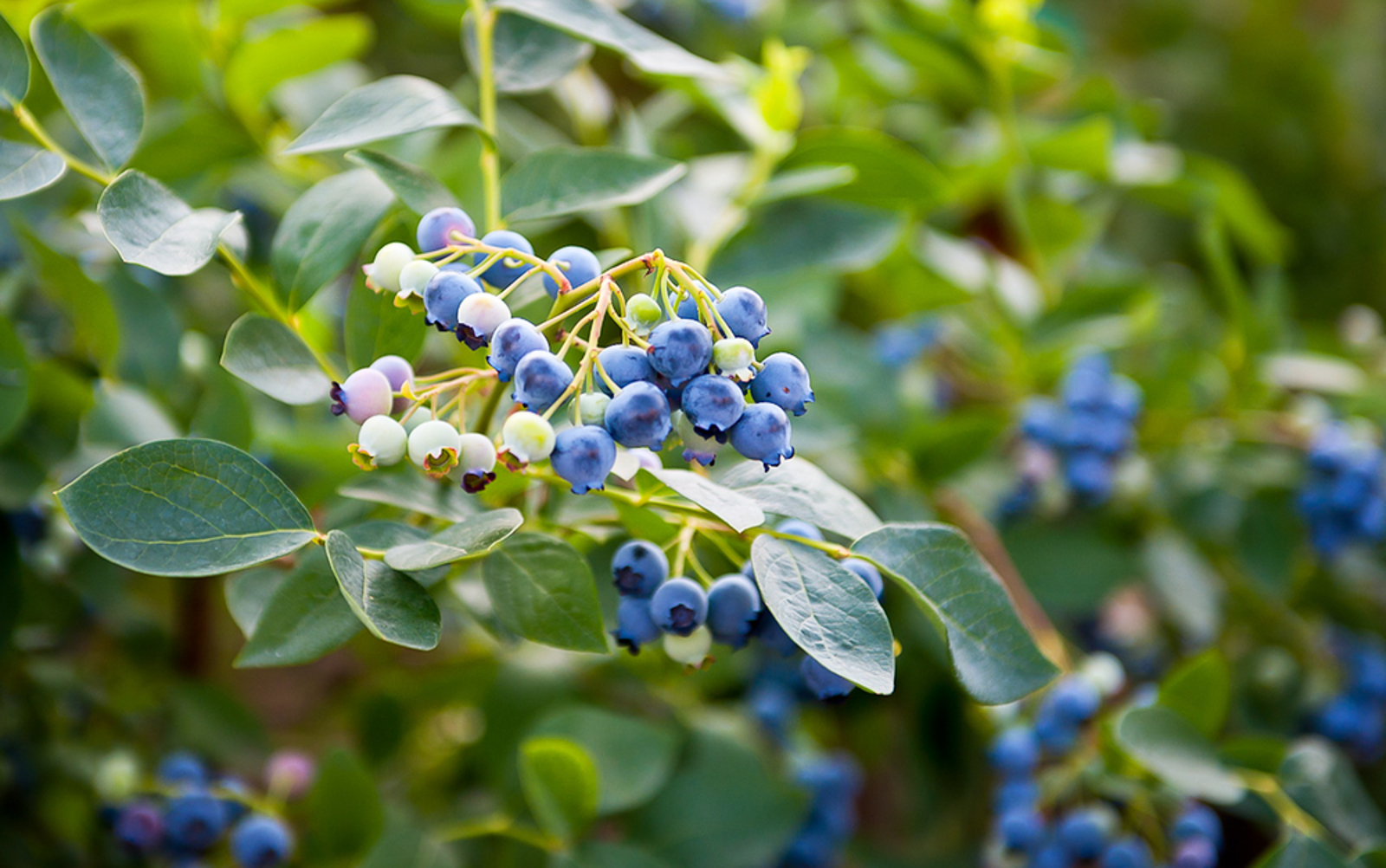 Blueberries on plant