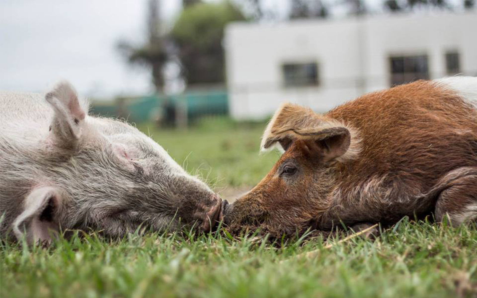 Two Rescues Pigs Share an Intimate Moment, Showing There's Much More to These Animals Than We Think