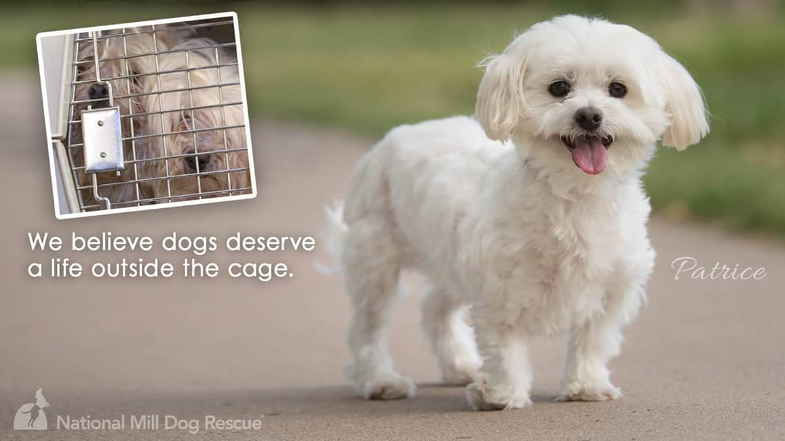 5 Organizations Helping to Spread the Words About Puppy Mills 
